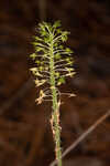 Green adder's-mouth orchid